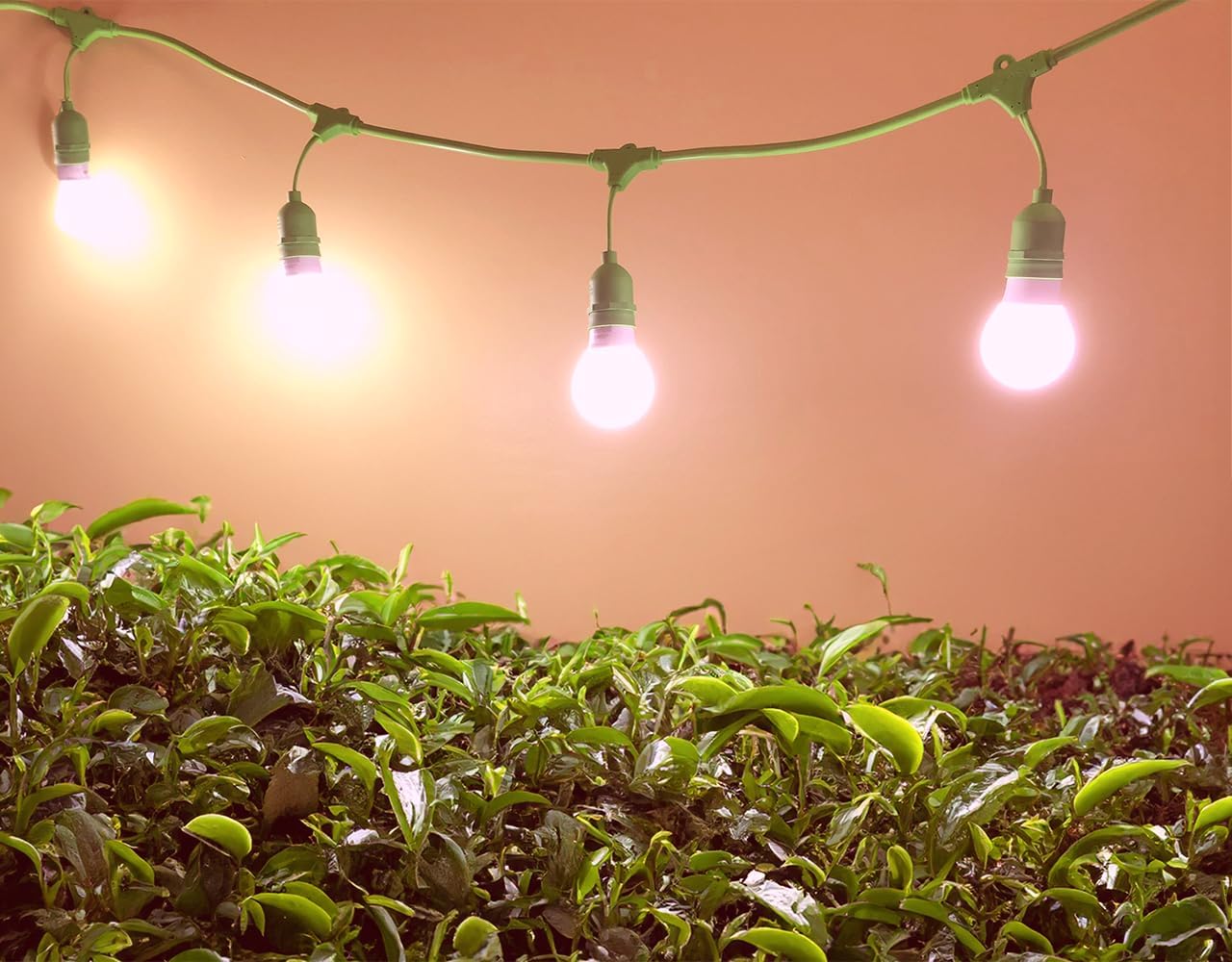 Miracle LED Sippa Sun Indoor Tea Grow Light Kit – Home Grown Green, Black, Oolong Tea – Absolute Daylight Plus Red Spectrum Replace 150W Grow Bulbs & 4-Socket Corded Fixture with Timer (6-Pack)