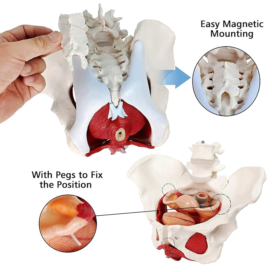 Amazon.co.jp: 女性器官モデル 取り外し可能な臓器を備えた女性