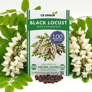 100 Black Locust Tree Seeds for Planting Robinia pseudoacacia, Fast Growing Flowering Tree, White Bloom Clusters, Cold Hardy Outdoor Tree for Landscaping Backyard 100 Seeds