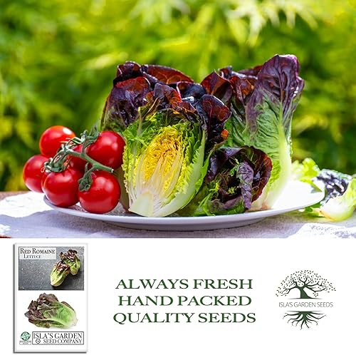 Miniatura 4 de Semillas de lechuga romana roja (Lactuca Sativa) – Más de 1000 semillas sin OMG y reliquias de Isla's Garden Seeds, cabezas altas y nítidas con