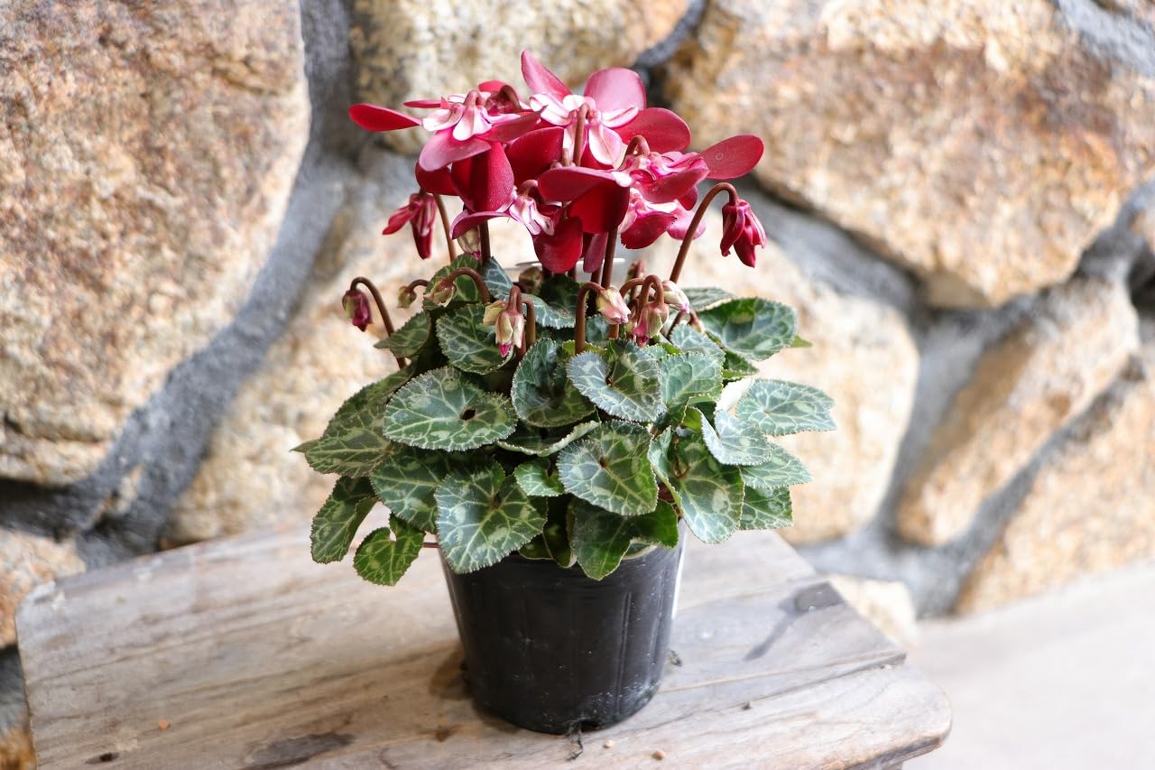 シクラメン 斑入り ミニ レッド　＊同梱推奨商品 Amazon.co.jp: 変わり咲き ミニシクラメン ジックス ワインレッド 3