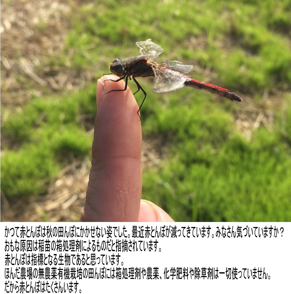 Amazon.co.jp: 令和7年産 新米 玄米 石川県産 無農薬 こしひかり EM Amazon.co.jp: 令和7年産 新米 玄米 石川県産 無農薬 こしひかり EM