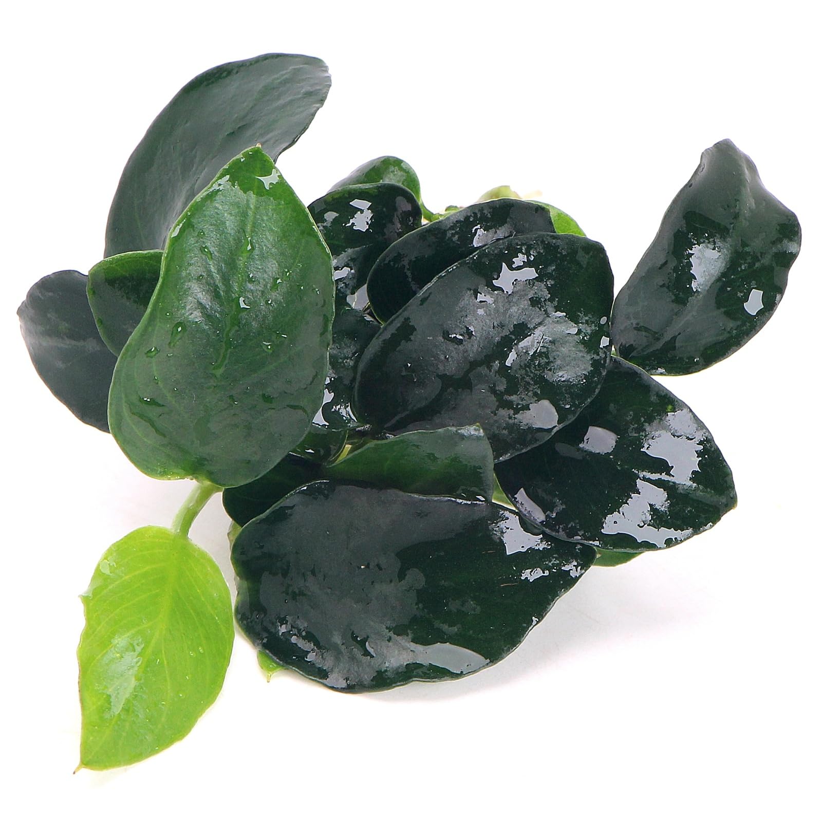 K2AQUA Anubias Barteri Petite Round Live Aquarium Plant Tiny Rounded Green Leaves Easy Care Low Light Foreground Nano Tank Freshwater Aquascape Decoration