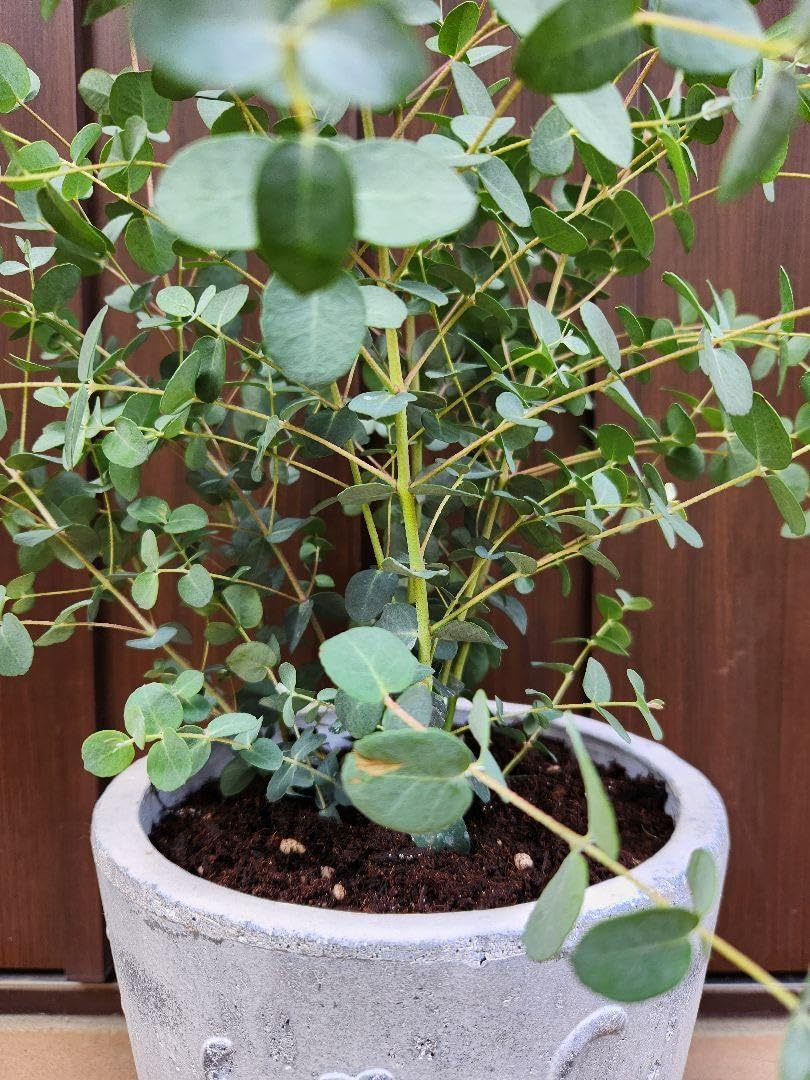 ボリューム株 ユーカリグニー 鉢植え 苗木 シンボルツリー ユーカリ