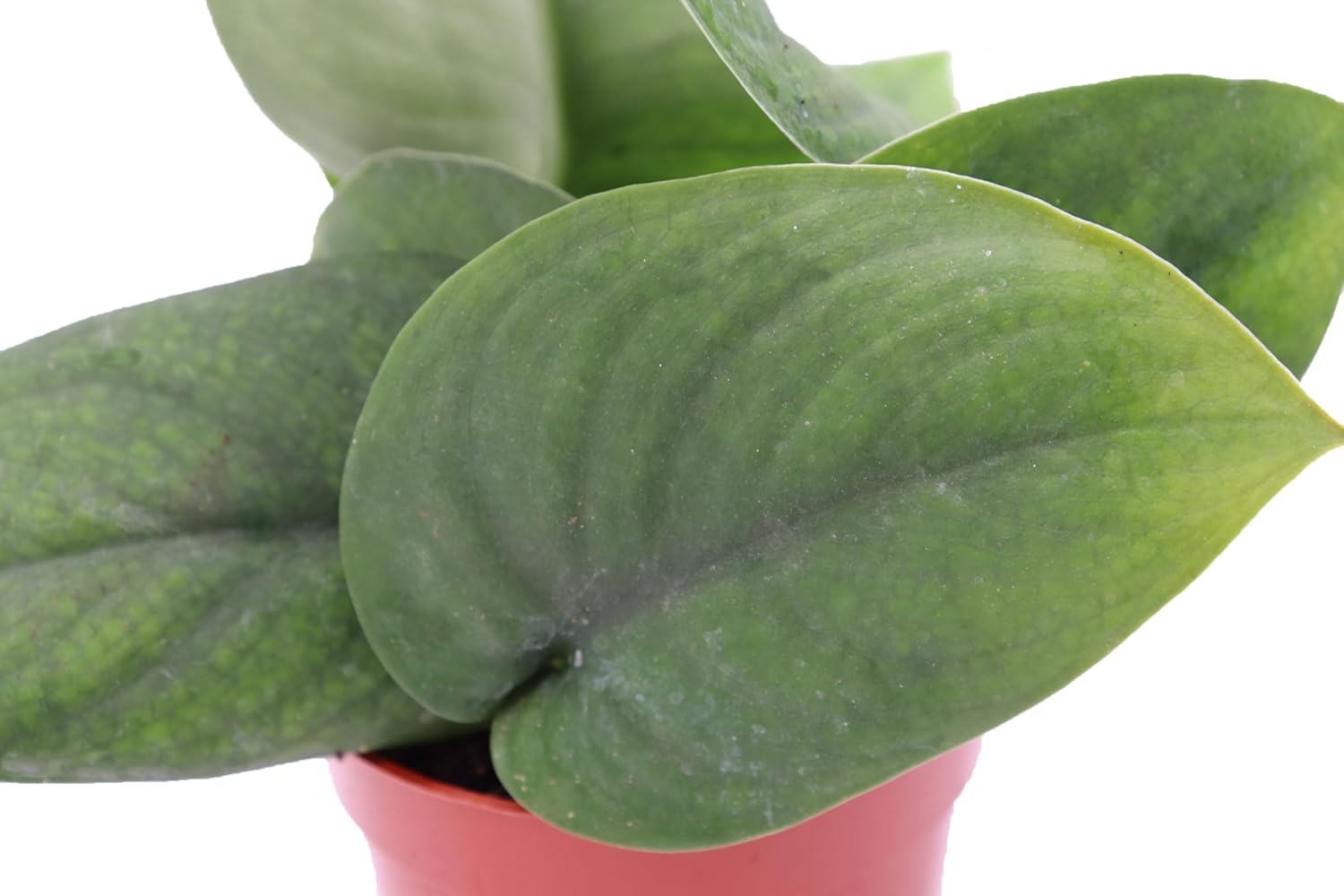 Scindapsus pictus 'Jade Satin' - 4'' from California Tropicals