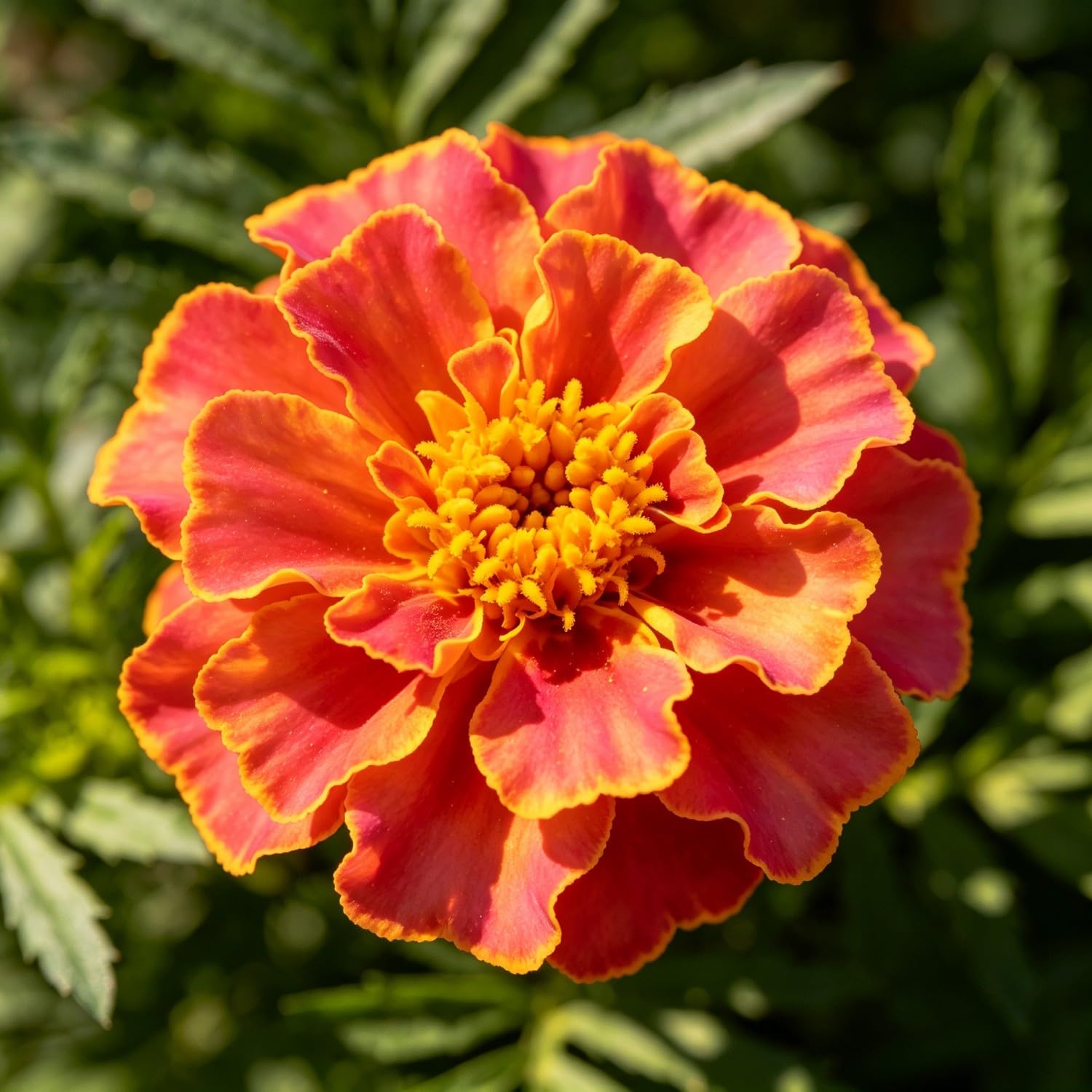 French Marigold(Tagetes patula) Seeds-Hardy Perennial,Suitable for Garden Plants, Landscape Design, Indoor and Outdoor Potted Plants, Vibrant Floral Display Garden-1500pcs-E — image 1