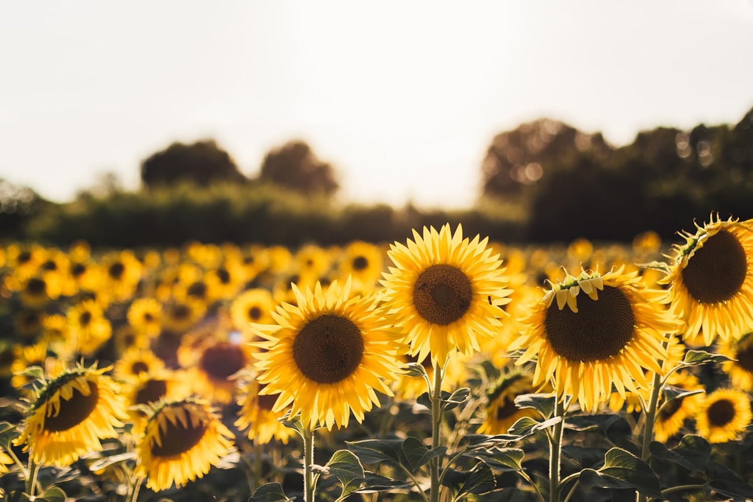 Giant Sunflower Seeds - Big Yellow Blooms -3 Giant Sunflower Seeds - Big Yellow Blooms -3
