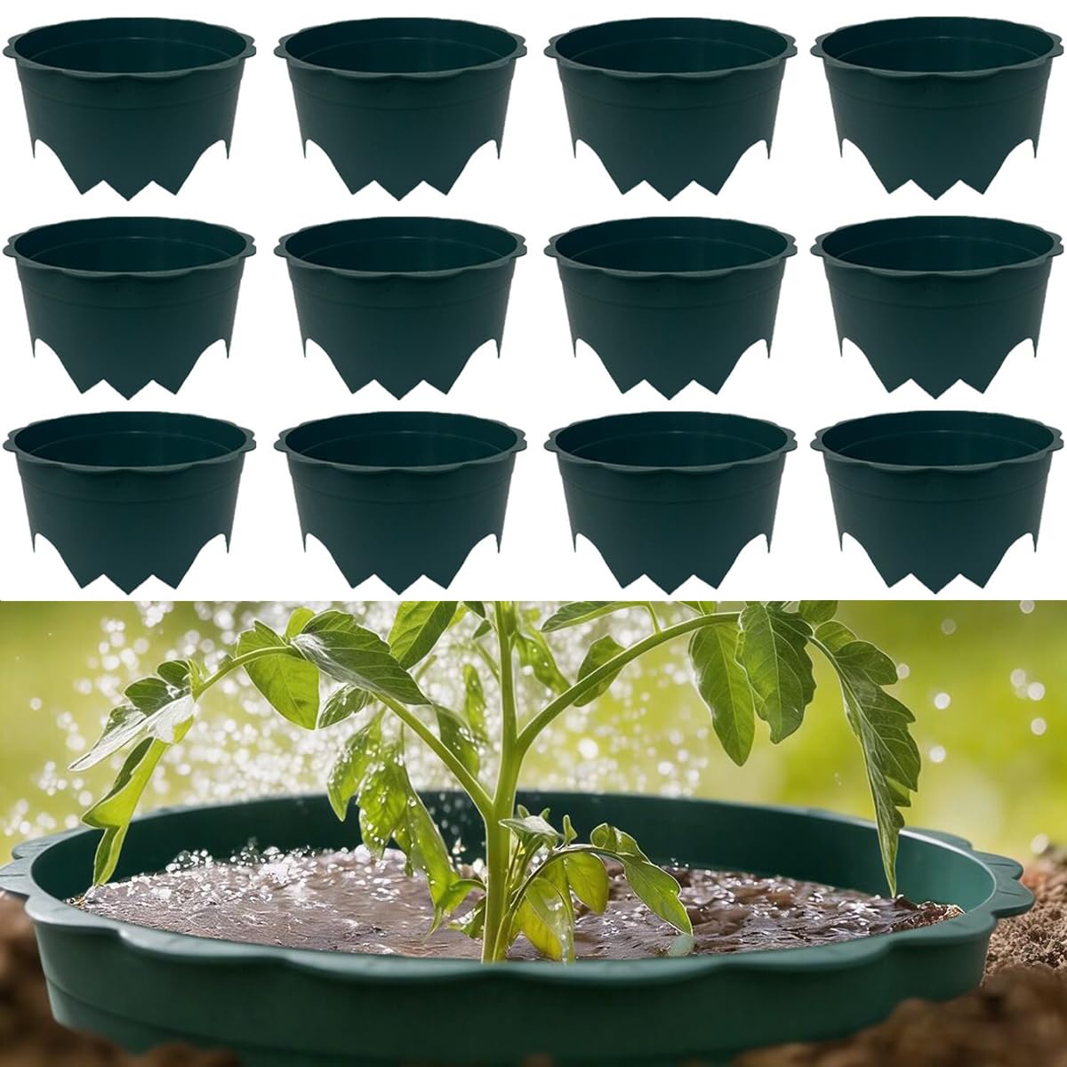 Anneaux de plantation pour arroser les légumes et herbes aromatiques
