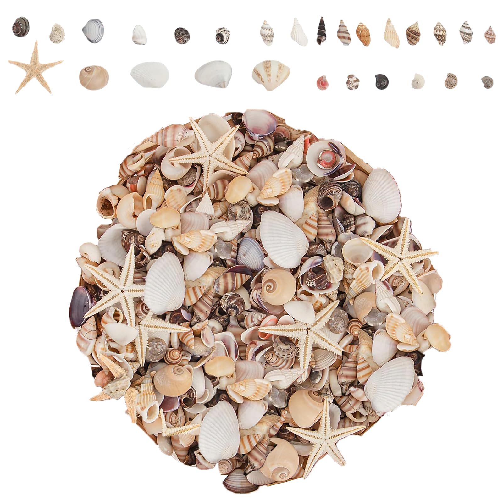 Houbobo Colorful 1200 Pcs Tiny Sea Shells Set, Small Natural Mixed Ocean Seashells Starfish For Beach Theme Party, Wedding, Diy Crafts, Fishtank, Vase Filler, Home Decoration