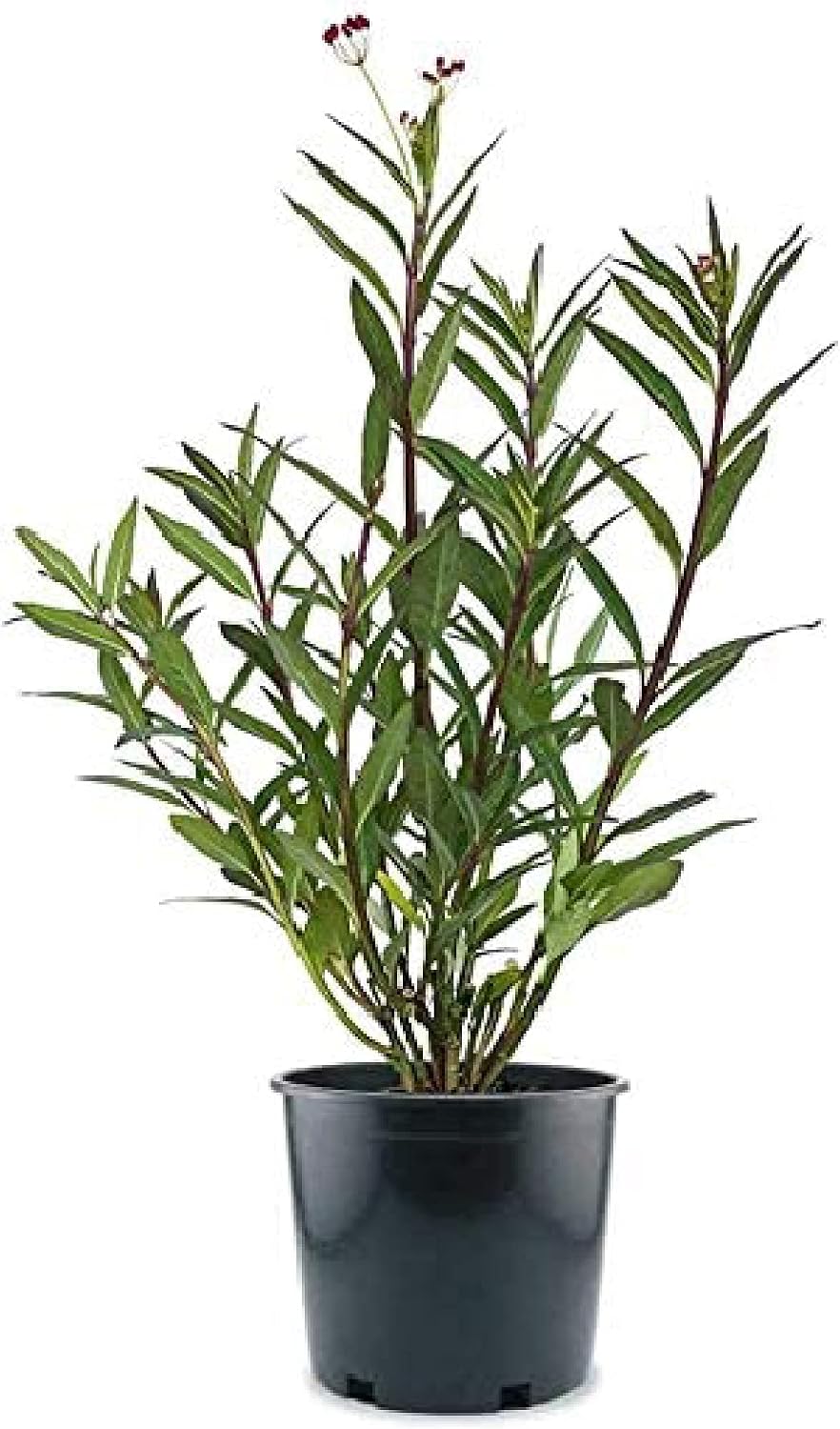 American Plant Exchange Live Milkweed Plant, Host for Monarch Butterflies, Plant Pot for Home and Garden Decor, 6" Pot