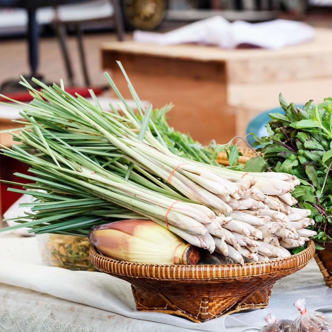 4 Lemon Grass Live Plants, Live Lemongrass Plants, 10 Inches Long, Herb Plant, Well Rooted for Planting