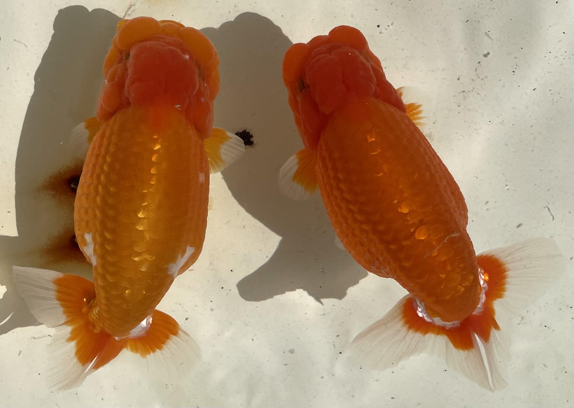 Amazon | 【広島めだかの里】らんちゅう☆山田系大関血統☆稚魚30匹 