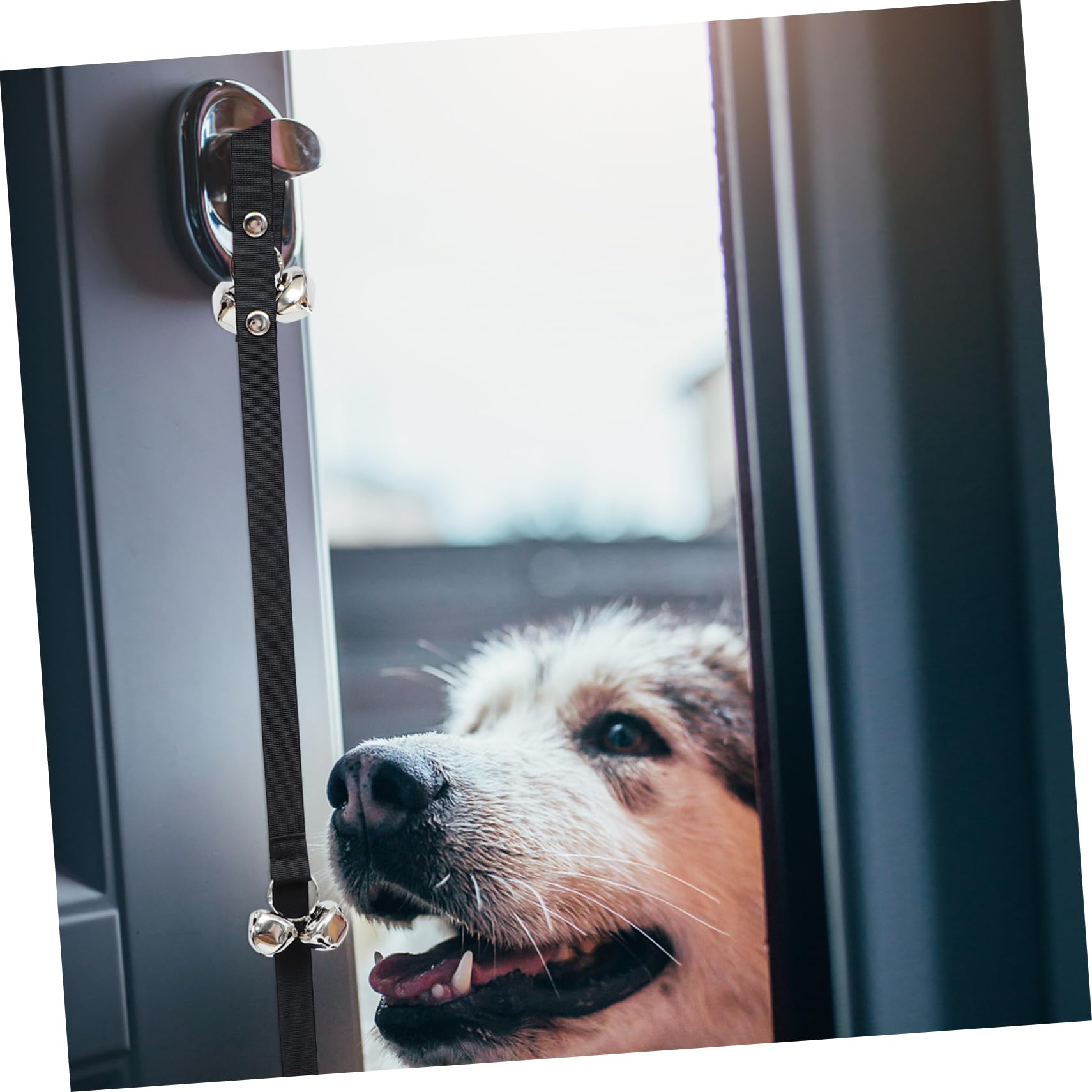 VICASKY 1Pc Pet Bell Rope Dog Doorbell Traction Rope for Potty Training Bells Comfortable Wear for Dogs and Reliable for Preventing Pets from Sneaking