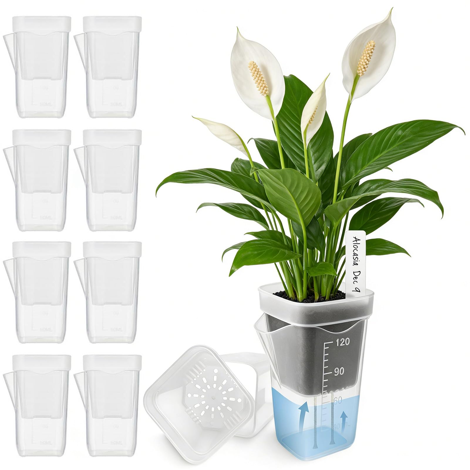 Pots de fleurs translucides pour Alocasia avec réservoir régulateur d'humidité des boutures
