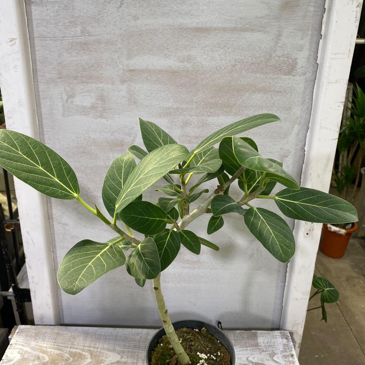 フィカス　ベンガレンシス5 フィカス：ベンガレンシス オードリー 5号鉢植え の通販 | 園芸