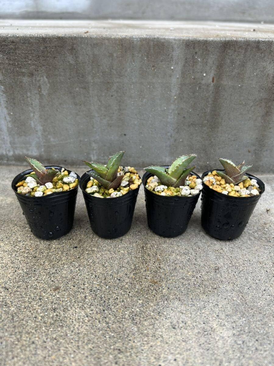 Amazon.co.jp: アガベ オテロイ 4株セット 実生 5多肉植物 観葉植物 Amazon.co.jp: アガベ オテロイ 4株セット 実生 5多肉植物 観葉植物