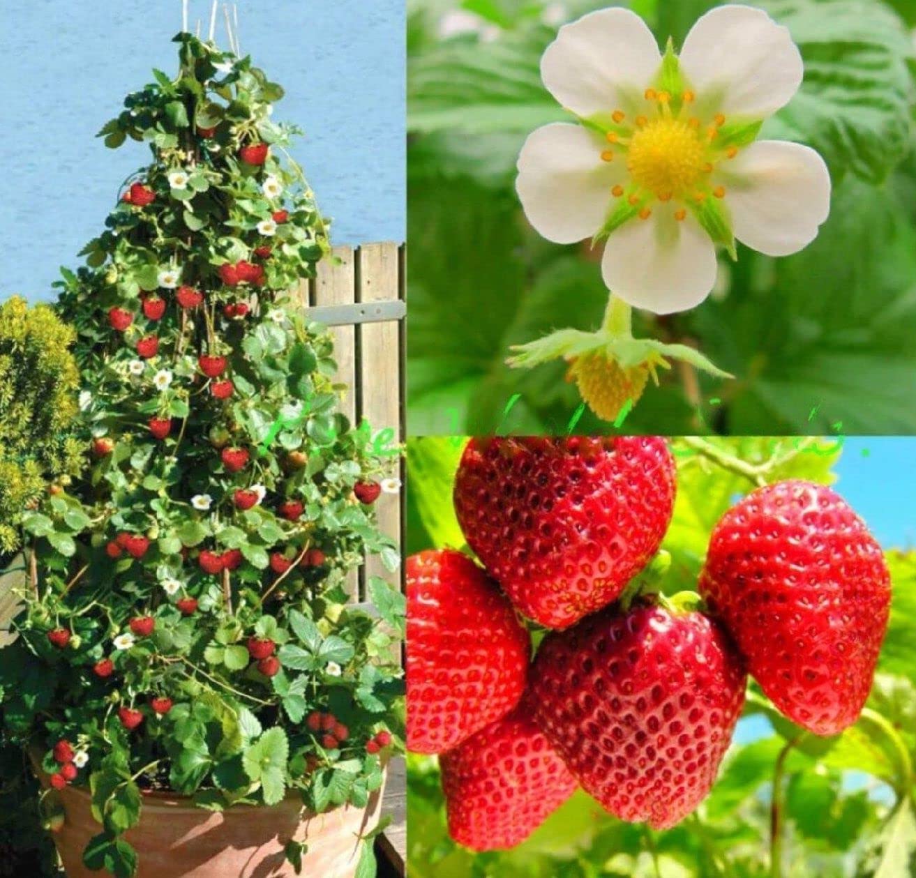 M-Tech Gardens Rare Hybrid Strawberry " Skyline " Exotic 30 Fruit Seeds for Growing (B0BNPRPSWP) Amazon Price History, Amazon Price Tracker