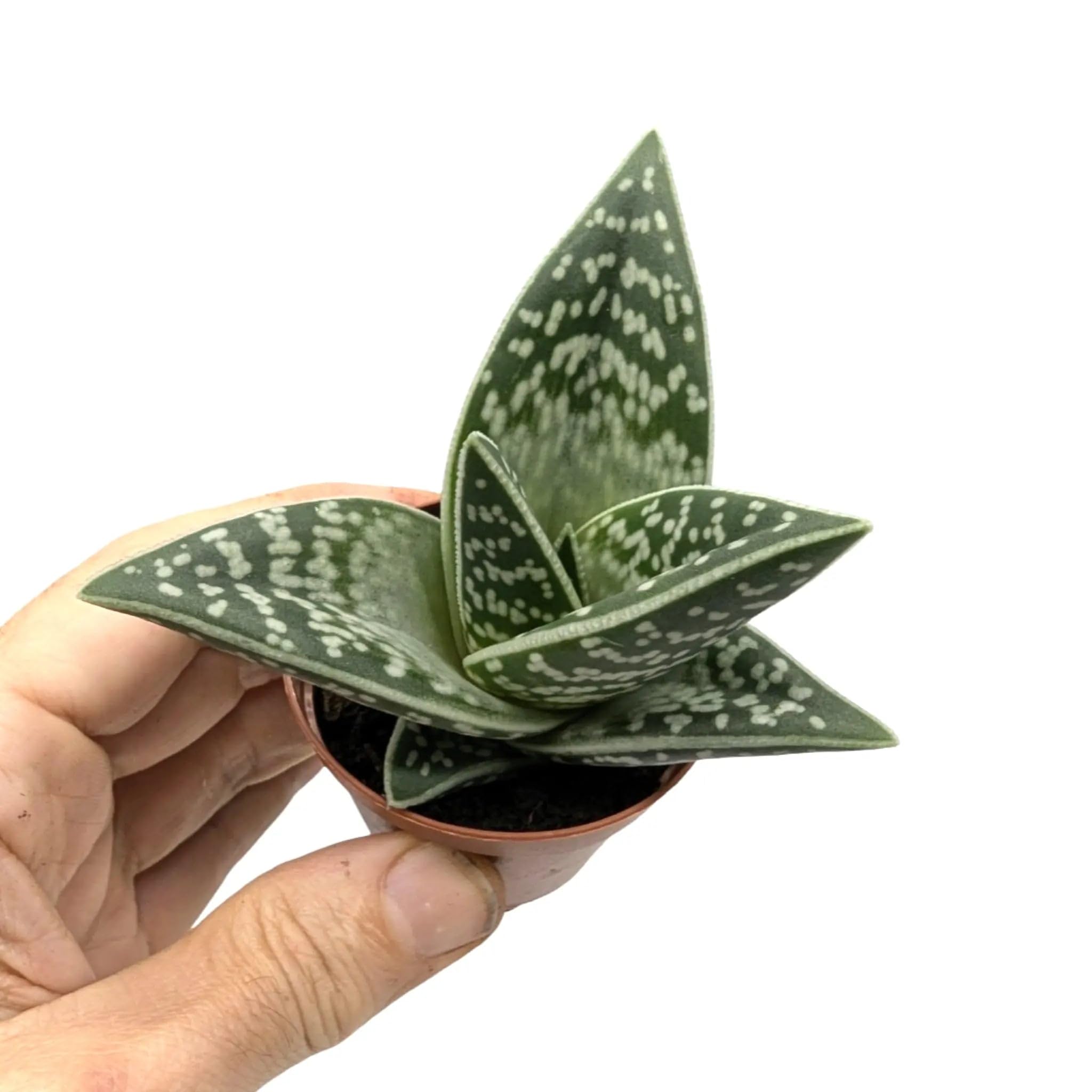 k beauty aloe vera gel K-RECIPE