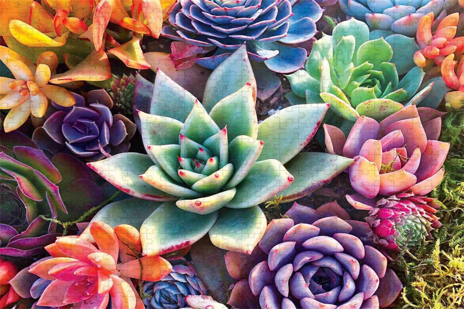 Puzzle da 1000 pezzi per adulti – Piante grasse a tema puzzle impegnativo, 70 x 50 cm, giochi educativi per la casa e regalo (serie Plant