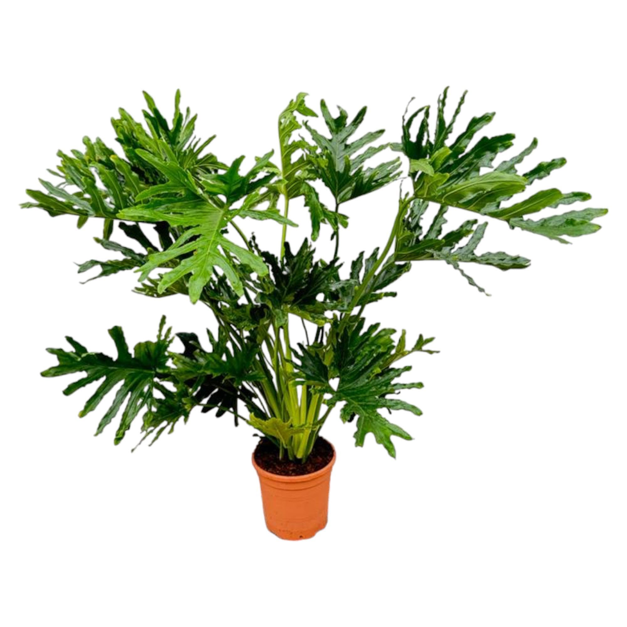 indoor yucca cane plant Yucca Cane – Hey Rooted main image 1