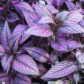 うすむらさき 71d1FyRc2CL._AC_UF350,