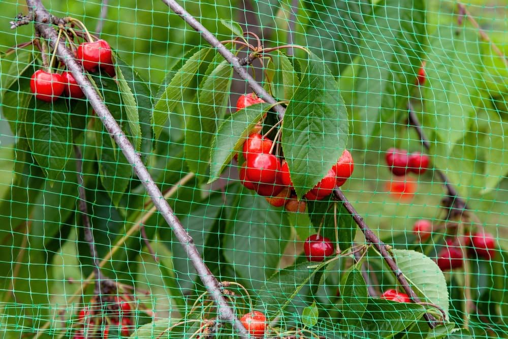 AMZ SPORTS NETS Heavy-Duty Nylon Garden Netting | Support With Square Mesh for Climbing Plants, Vegetables, Fruits, and Flowers | (3Ft X 6Ft), Green-image-46