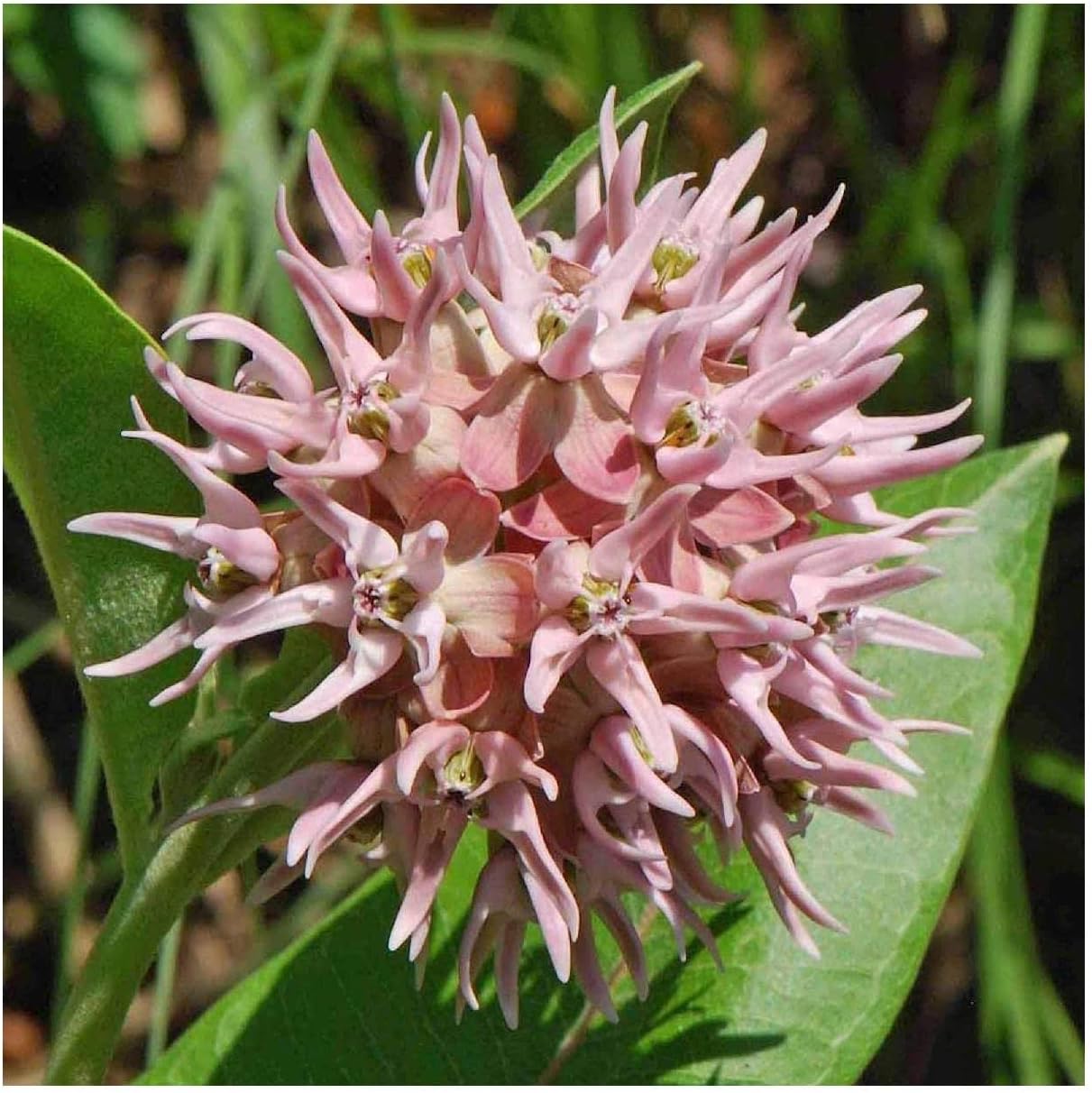 Everwilde Farms - 1/4 Lb Showy Milkweed Native Wildflower Seeds - Gold Vault