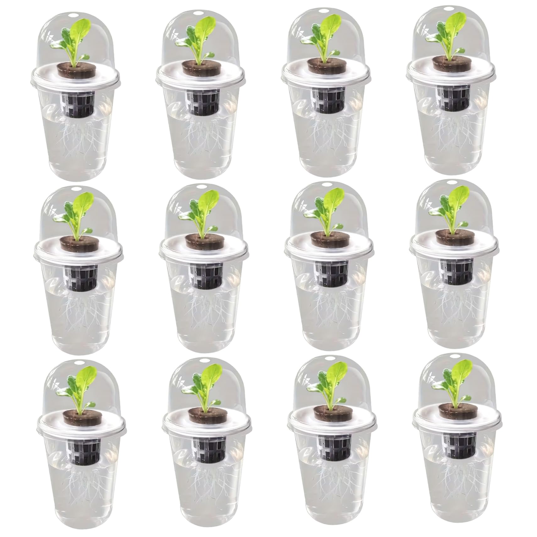 Pots hydroponiques transparents robustes pour démarrage de graines exigeant