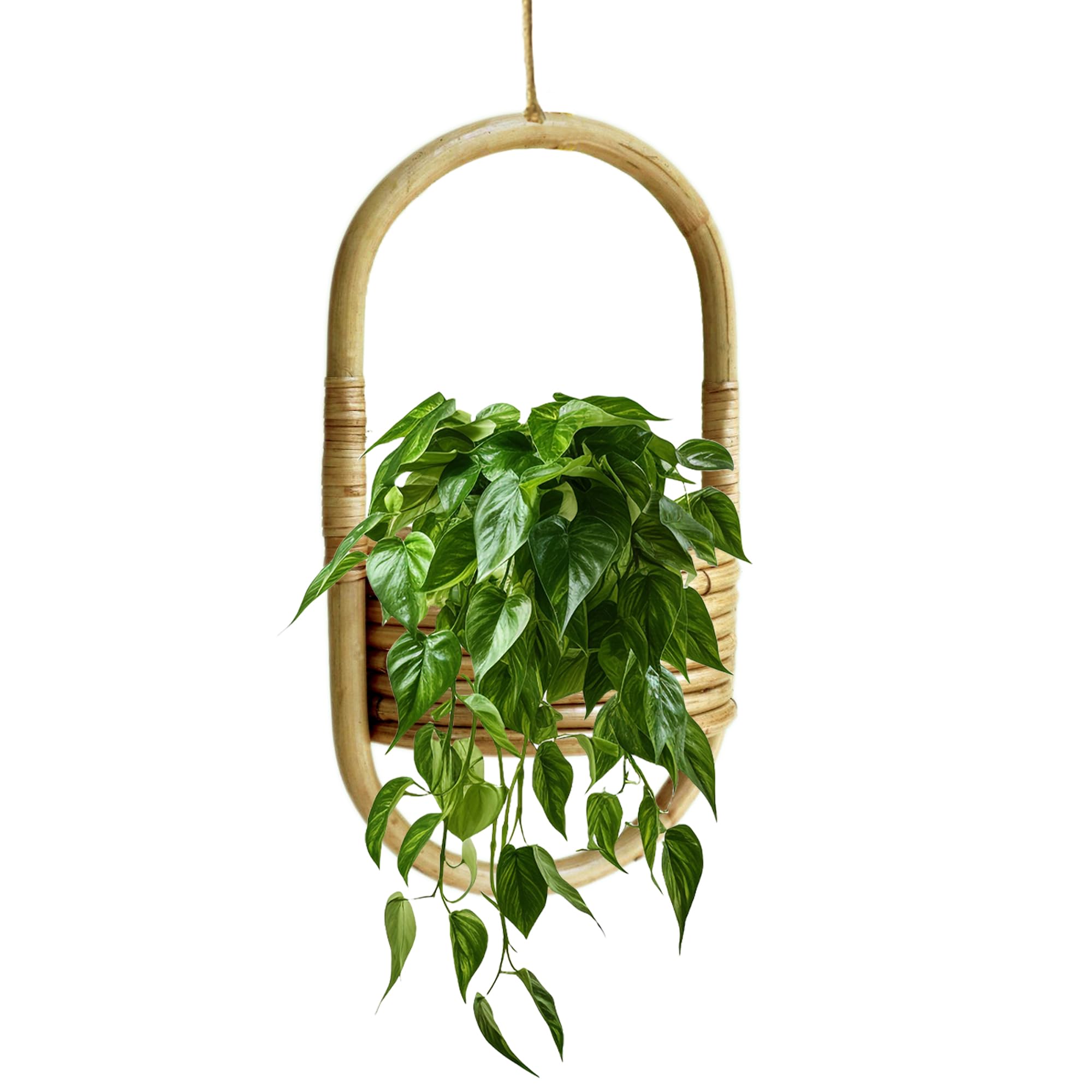Rattan Cane Hanging Planter Basket for Indoor and Outdoor Use, Suitable for Potted Plants, Flowers, Orchids and for Balcony Hanging (B0D5Q2CZVH) Amazon Price History, Amazon Price Tracker