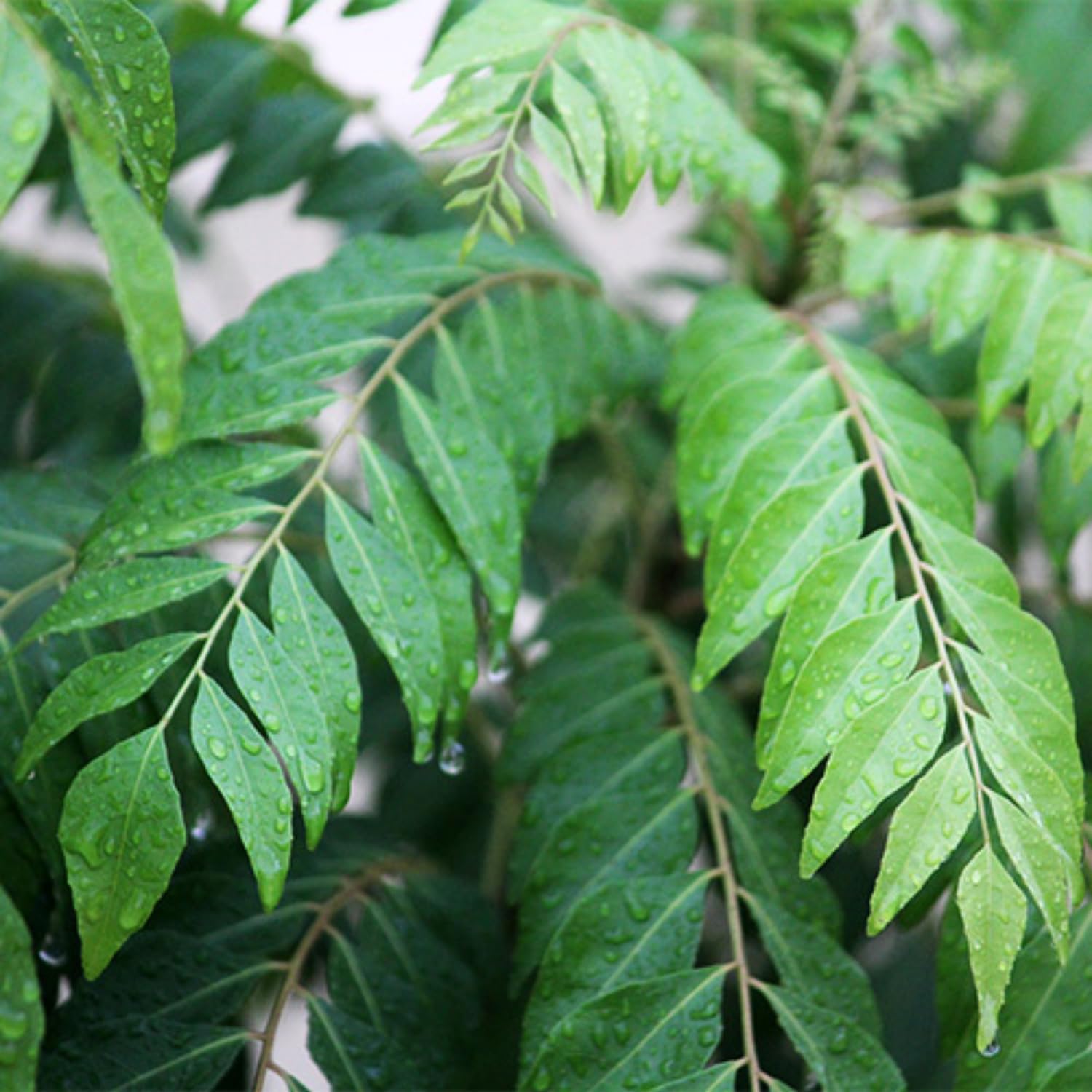 Hug A Plant | Curry Leaves/Curry Veppu (Murraya koenigii) Ornamental/Medicinal Live Plant (Home & Garden) (B0C8Z9QQR2) Amazon Price History, Amazon Price Tracker