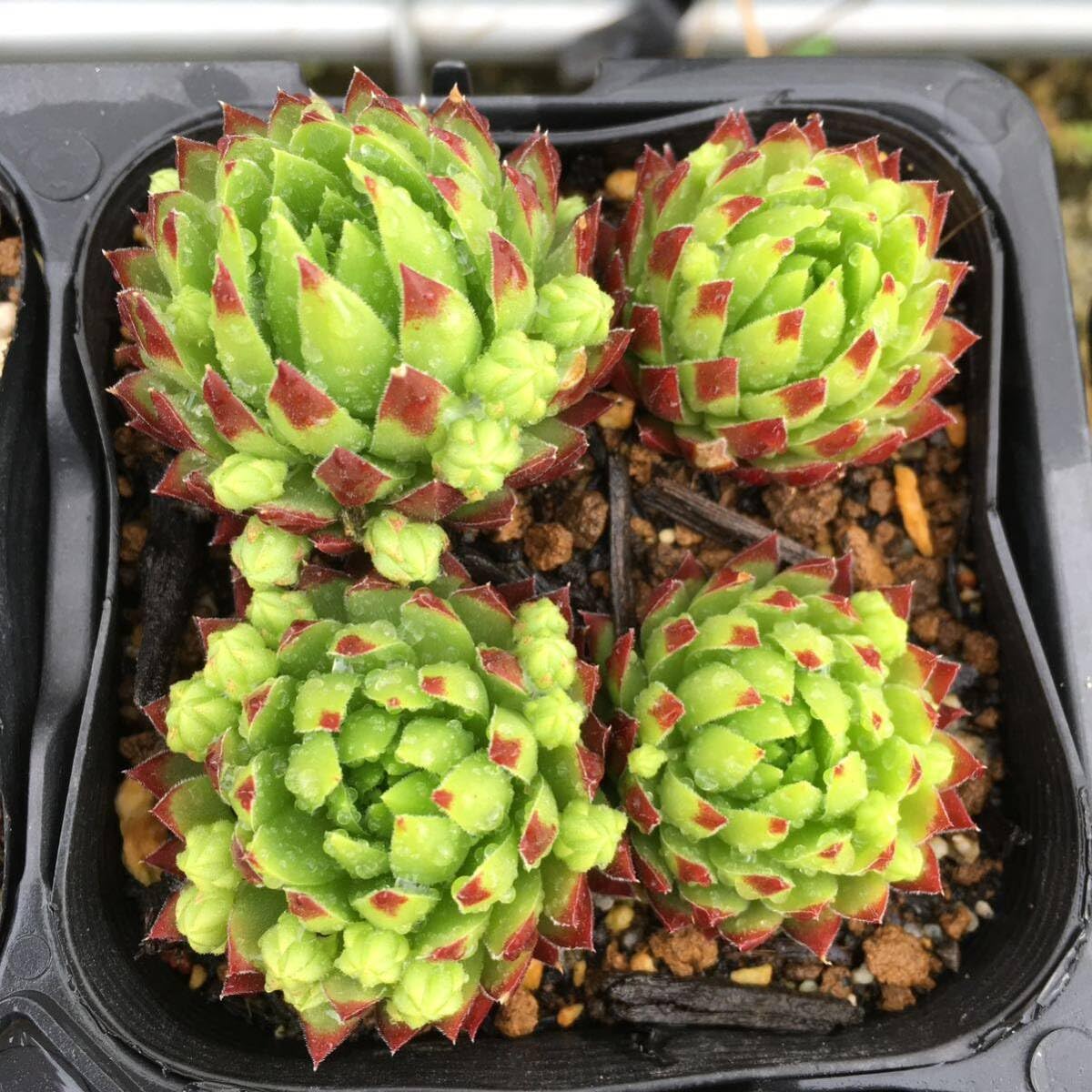 Amazon.co.jp: ジョビバルバ ソボリフェラオレンジ1つセンペルビウム