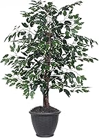 Vista 5 de Vickerman Everyday - Arbusto de ficus artificial abigarrado de 4 pies en una maceta de plástico negro, decoración realista de oficina en casa