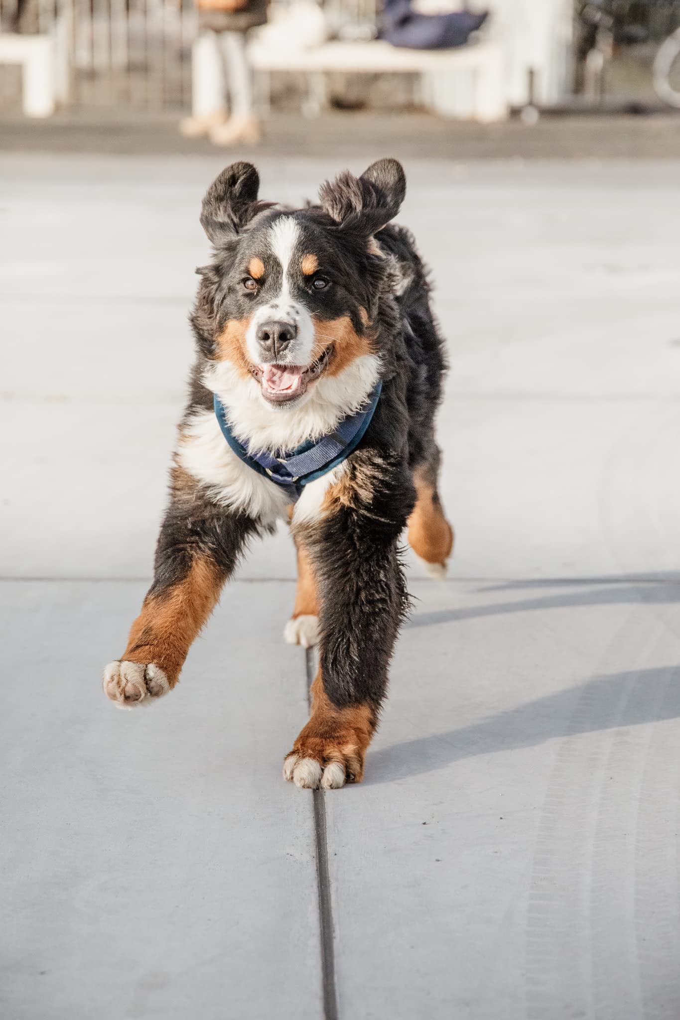 Kentucky - Hundegeschirr aktiv velvet marine XS 22-36cm