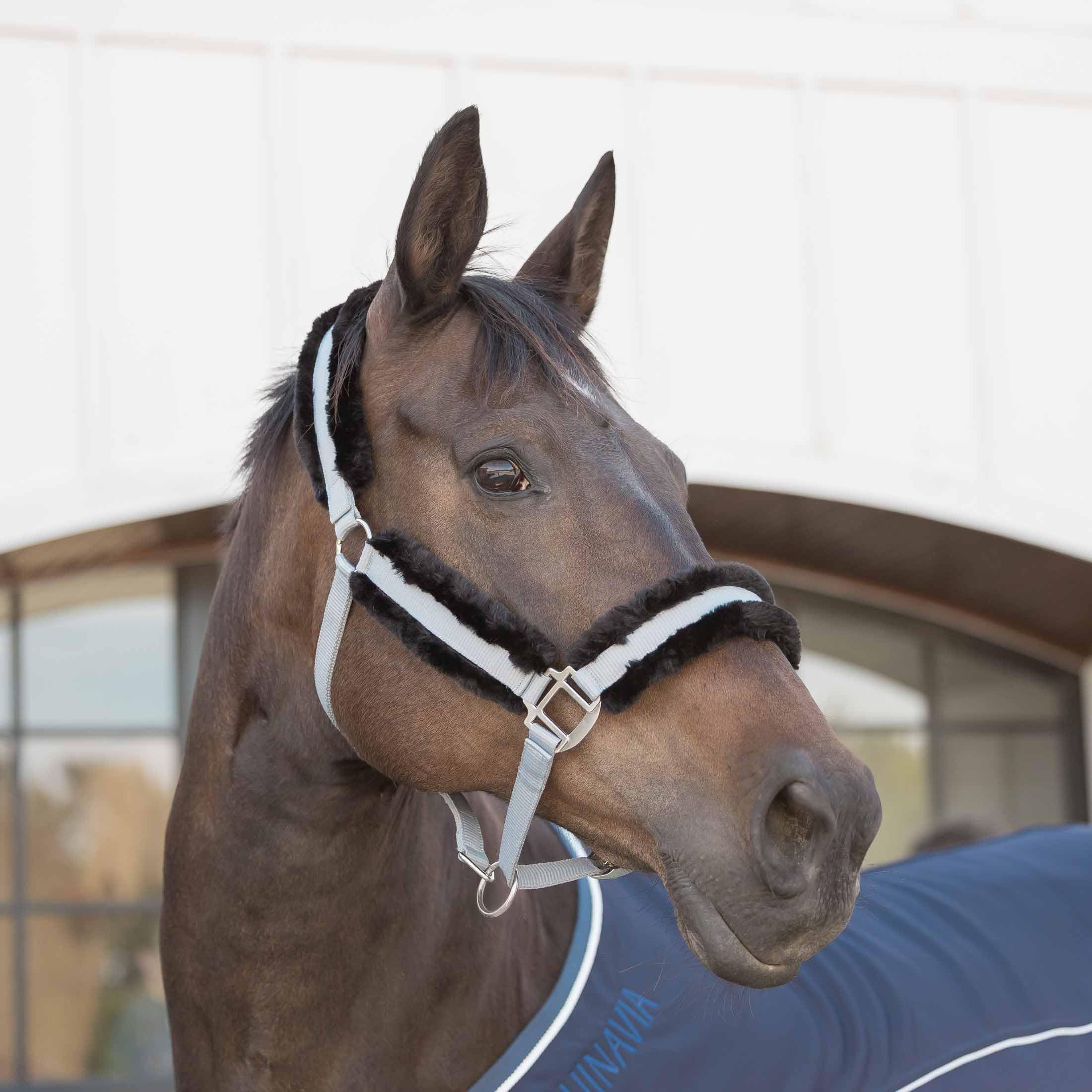 Equinavia Valkyrie - Cavezza per cavalli in pile ultra resistente, regolabile, imbottita, con fettuccia in nylon, grigio ardesia, nero, cavallo