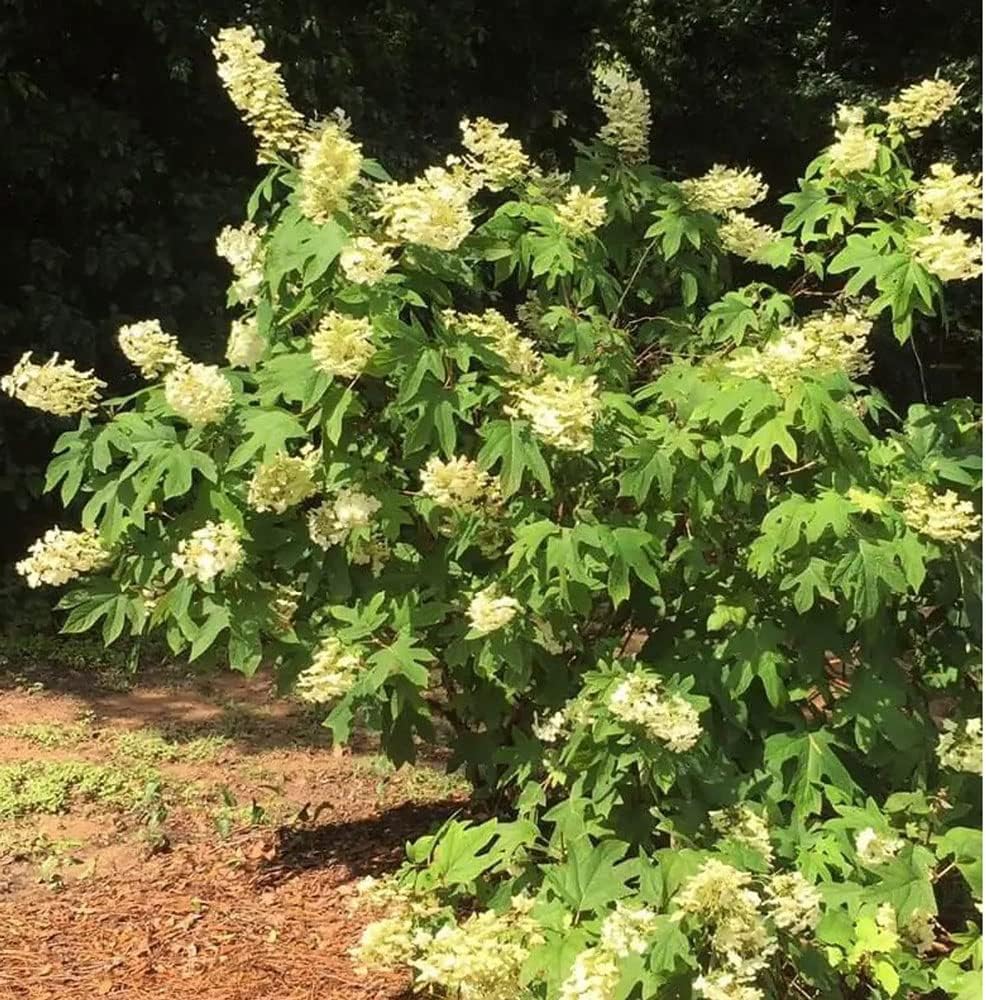 Semmes Beauty Oak Leaf Hydrangea (2.5 Gallon) Flowering Deciduous Shrub with White Blooms - Full Sun to Part Shade Live Outdoor Plant - Southern Living Plants