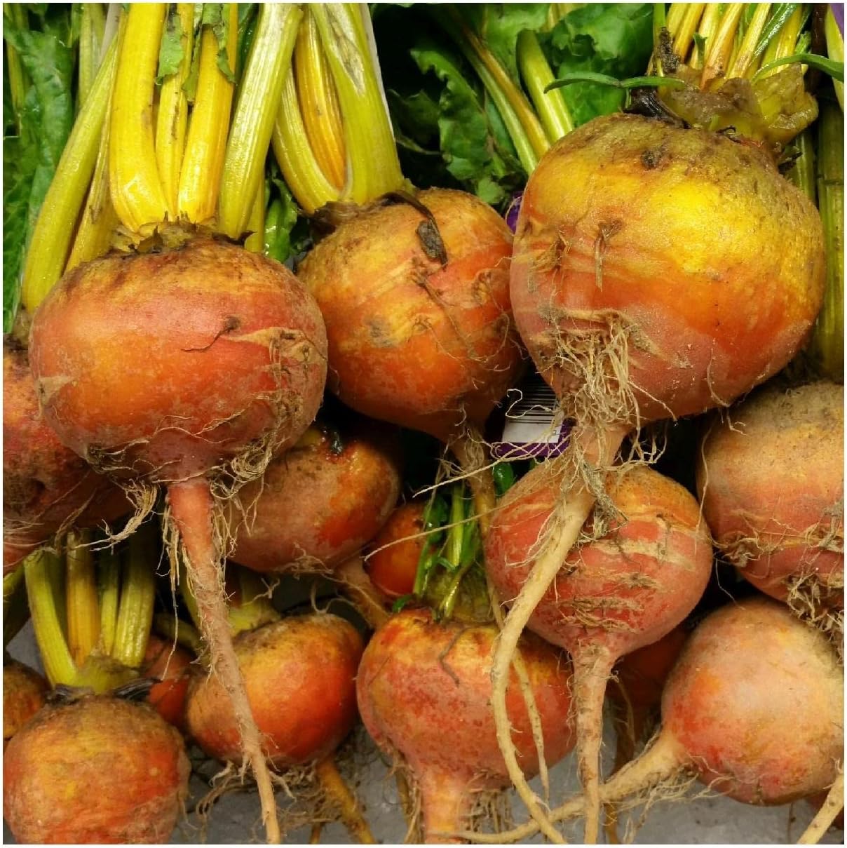 Everwilde Farms - 1/4 Lb Organic Golden Detriot Beet Seeds - Gold Vault