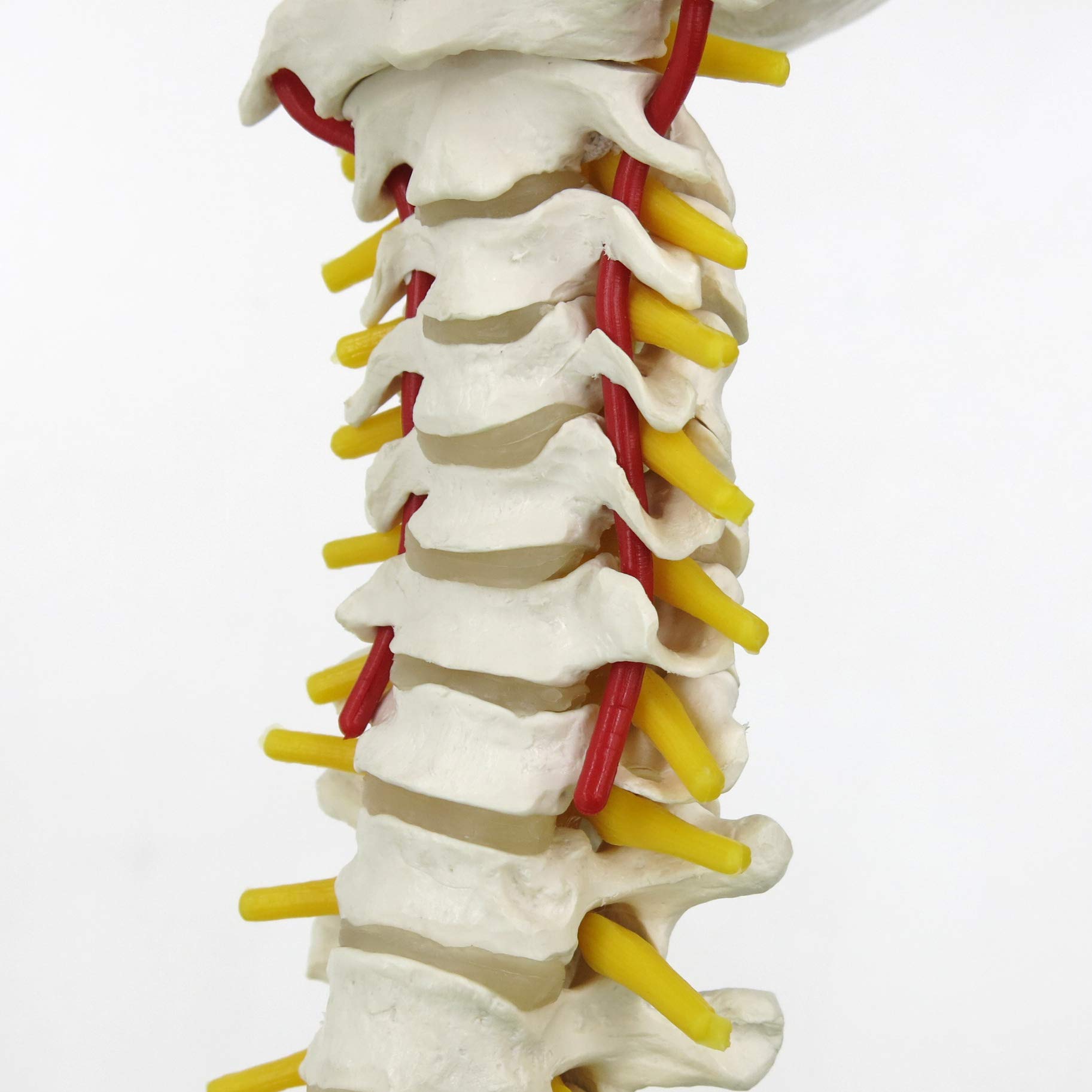 3B Scientific® Modelo de Columna Vertebral Flexible – Clásico a Tamaño Real con Fémures, Nervios & Arterias, Movible para Estudio Funcional + Smart Anatomy App (Garantía de 5 Años)