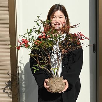 南天の苗2株。高さ約5センチ 抜き苗　縁起木 難を転ずる　赤い実。 楽天市場】なんてん苗木 南天 赤実 赤南天 ナンテン 寝巻苗 縁起