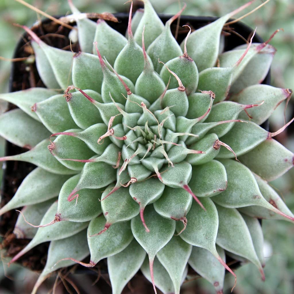 Creative Farmer Vastu Plant Graptopetalum Filiferum, 7 Cm Pot Indoor Plants For Fresh Oxygen (Home Gardening Healthy Live Plant) (B09TY53W4G) Amazon Price History, Amazon Price Tracker