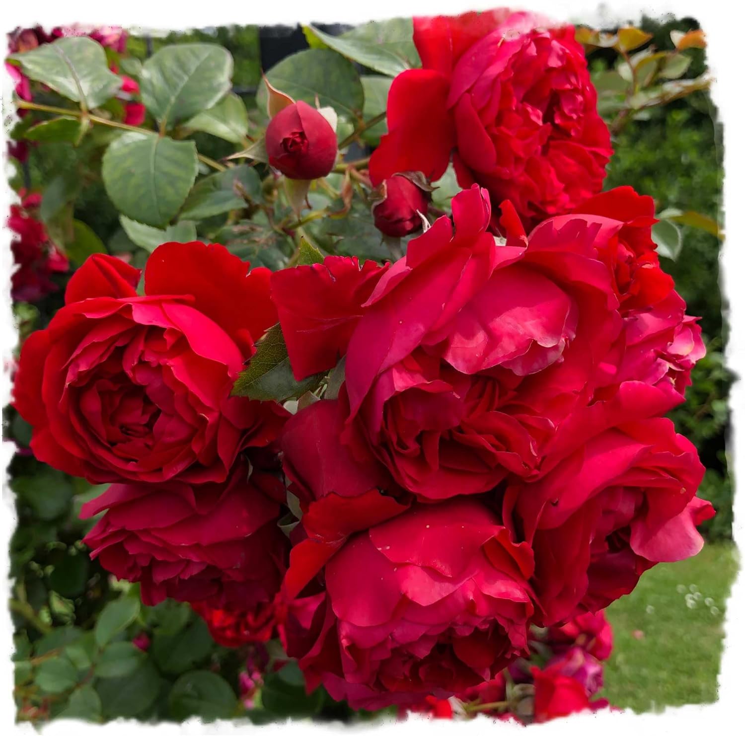 Don Juan Climbing Rose Plant 1.5 Gallon Potted Live Plant, Repeat Blooming Fragrant Red Flowers, Own Root Stargazer Perennials