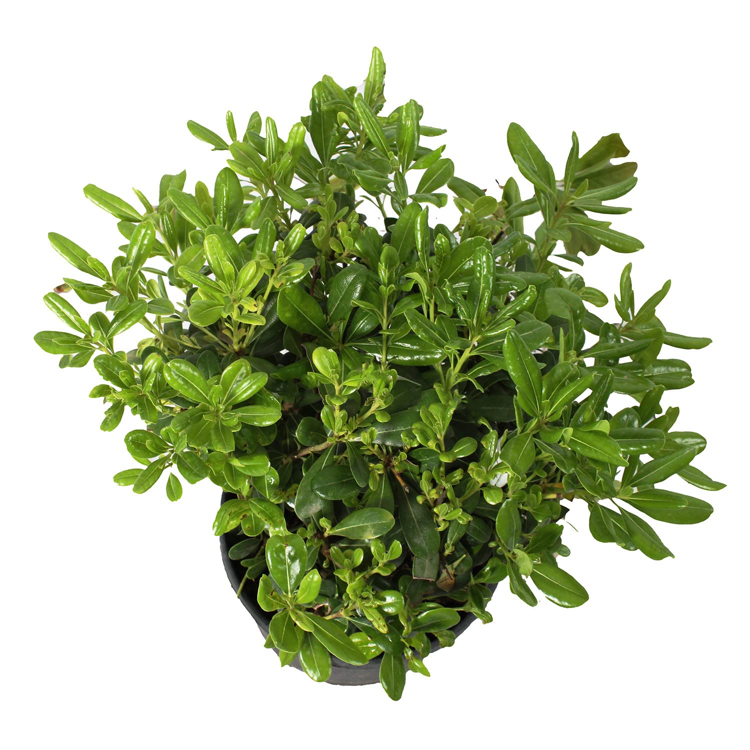 KENTIS - Pittosporum Tobira Nain - Plantes de Haie - Plantes Vraies d'Extérieur - Plante Résistante - H 30-40 cm Pot Ø 18 cm