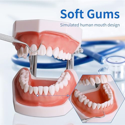 Miniatura 2 de Modelo de dientes Typodont - Modelo de práctica de enseñanza de dientes extraíbles, modelo de demostración de Typodont, viene con un destornillador