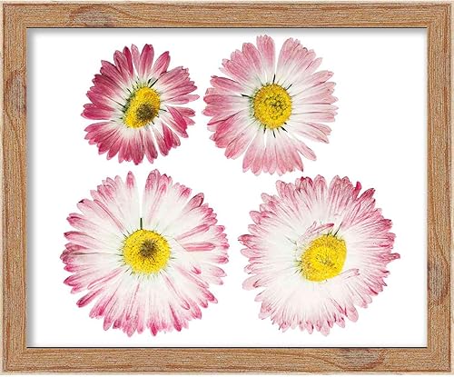 Miniatura 7 de Marco de caja de sombra marrón de 20 x 16 pulgadas, marco de caja de sombra tamaño interior 20 x 16 x 1 pulgada de profundidad. Este marco marrón