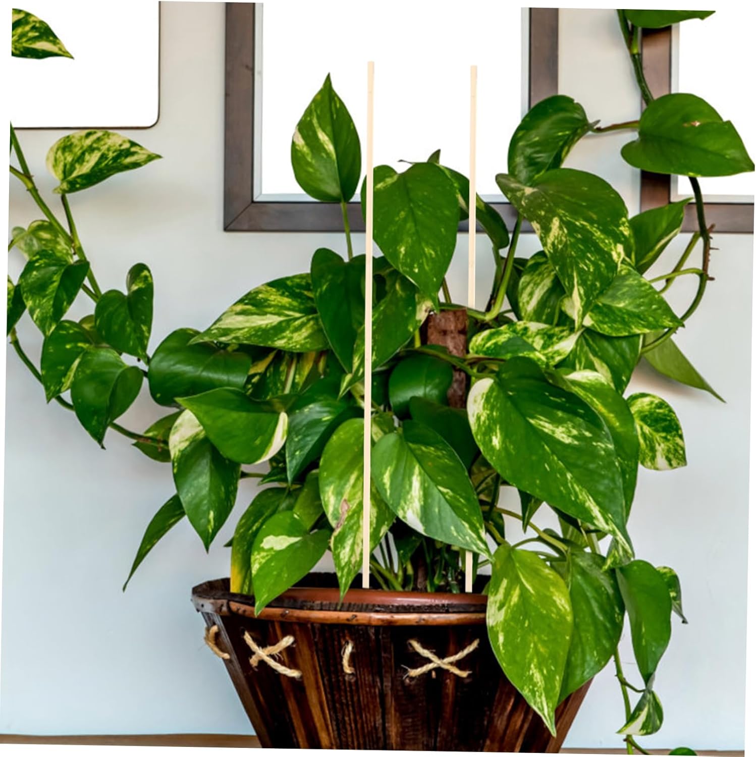 4sets 20pcs Garden Plant Support Sticks Durable Climbing Sticks for Vines Growth Aid for Flowering Plants Vegetables for Garden Supplies 20pcs*4