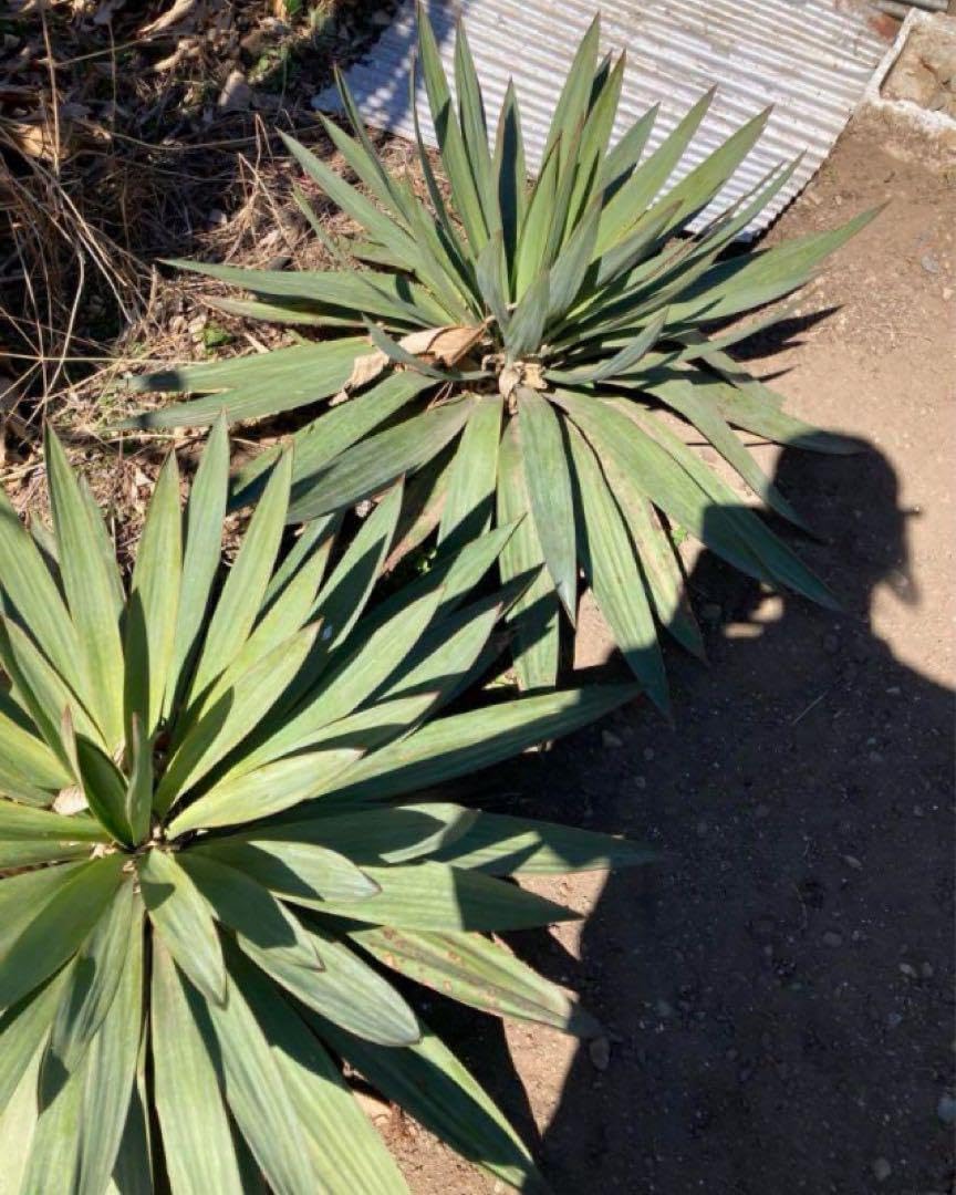 ダイオウショウ松◇南国ドライガーデン多肉サボテン　アガベ ヤシ　ユッカ　ソテツ ダイオウショウ松◇南国ドライガーデン多肉サボテン アガベ ヤシ