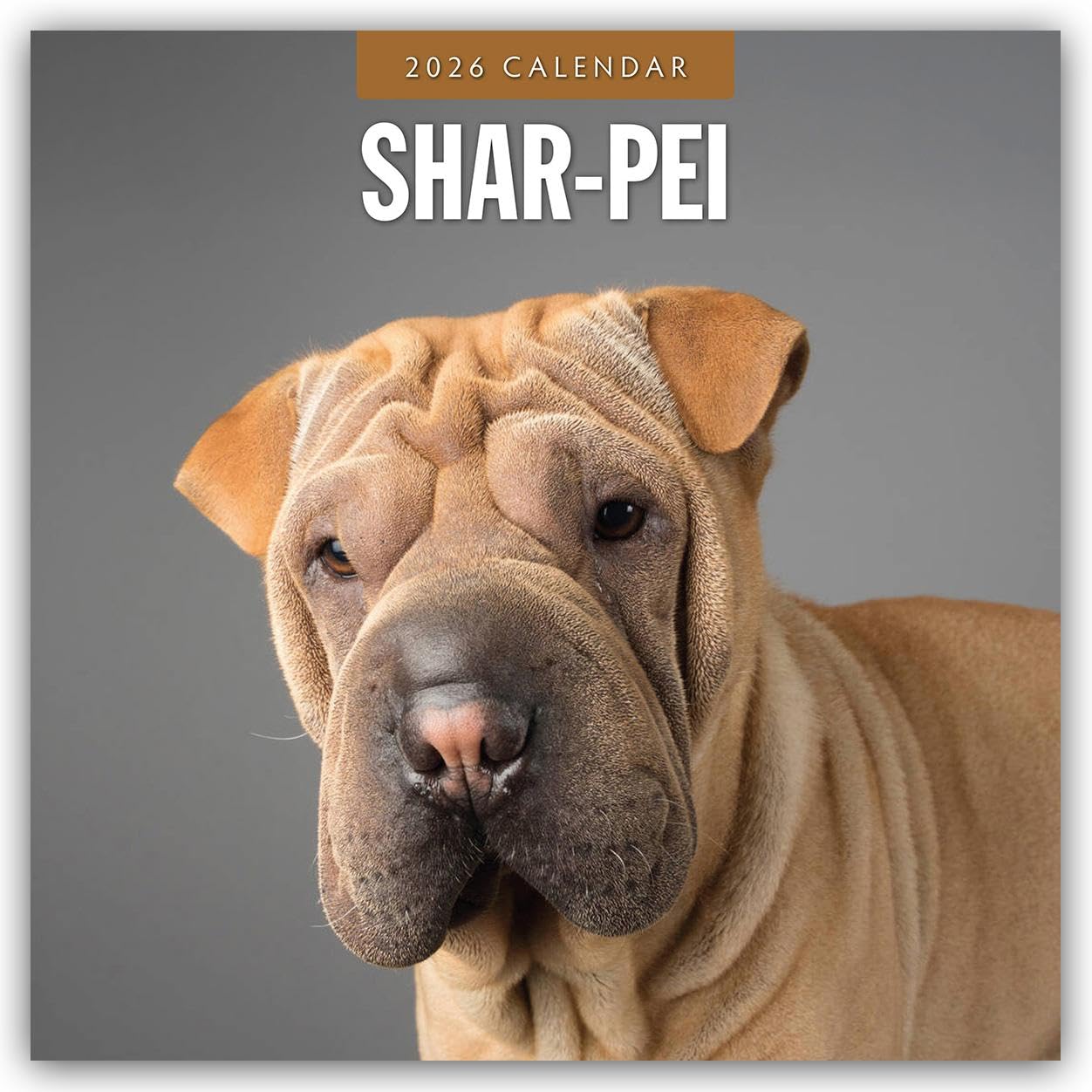 Shar-Pei 2026 Square Wall Calendar