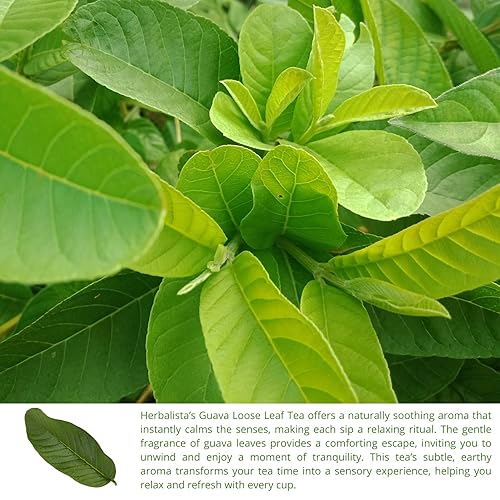 Miniatura 5 de Herbalista - Té de hoja de guayaba entera silvestre  4 onzas (3.99 oz), 60-80 hojas para más de 30 tazas  Té de guayaba de hojas sueltas puro y