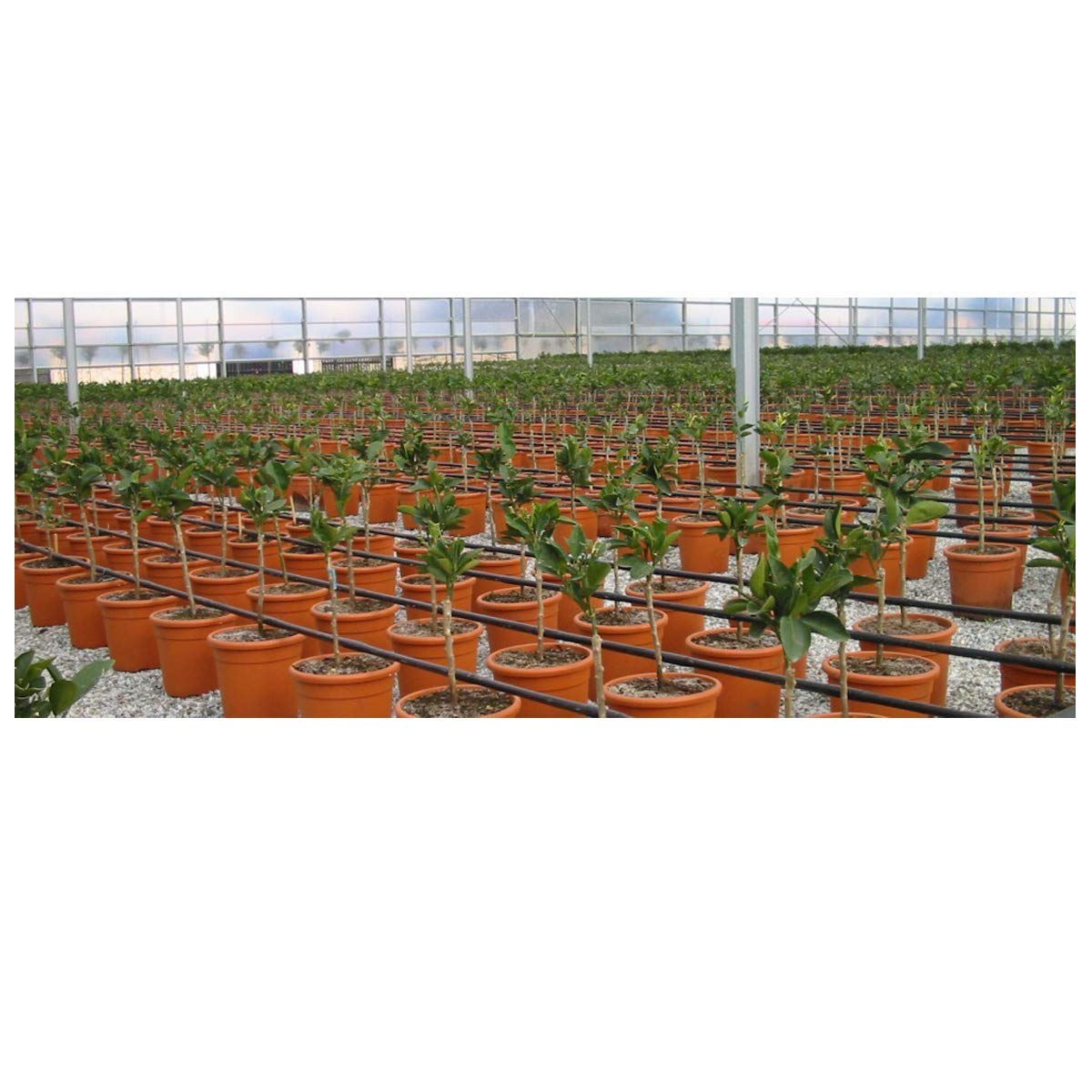 Tubería riego por goteo de polietileno Ø 16 mm x 100 metros cada rollo, color negro (PACK 1800M=18 rollos)