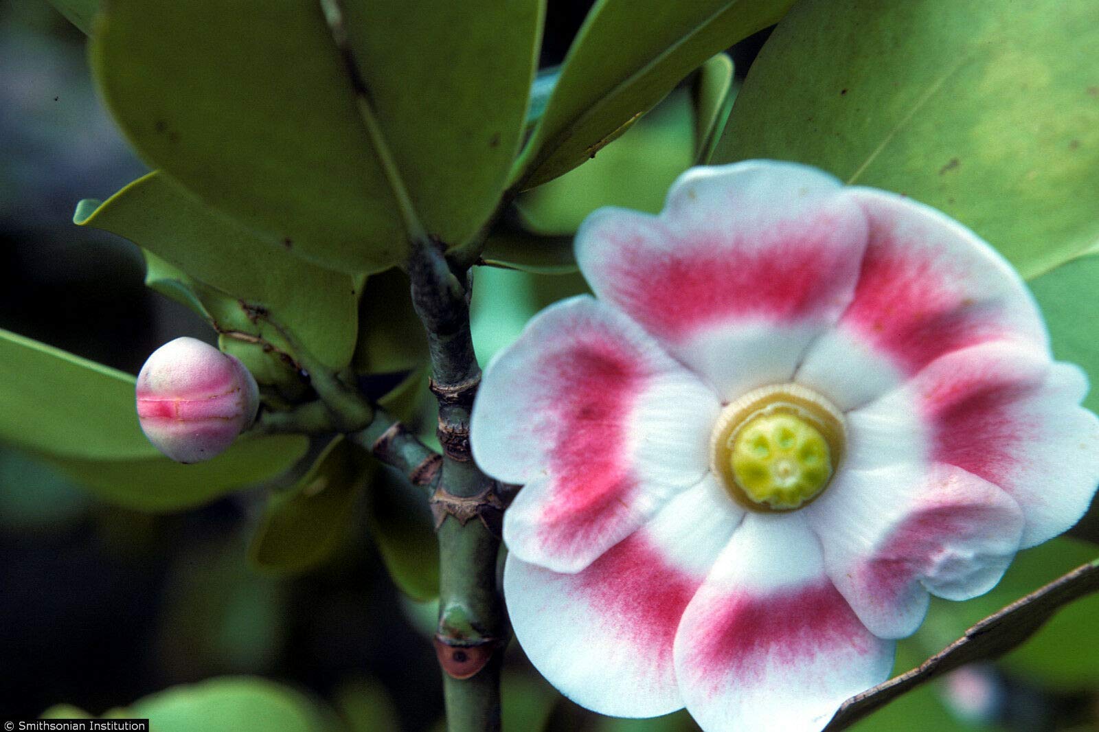 CLUSIA ROSEA Major Autograph Tree Exotic Balsam Apple Cuba Native Seed 50 Seeds