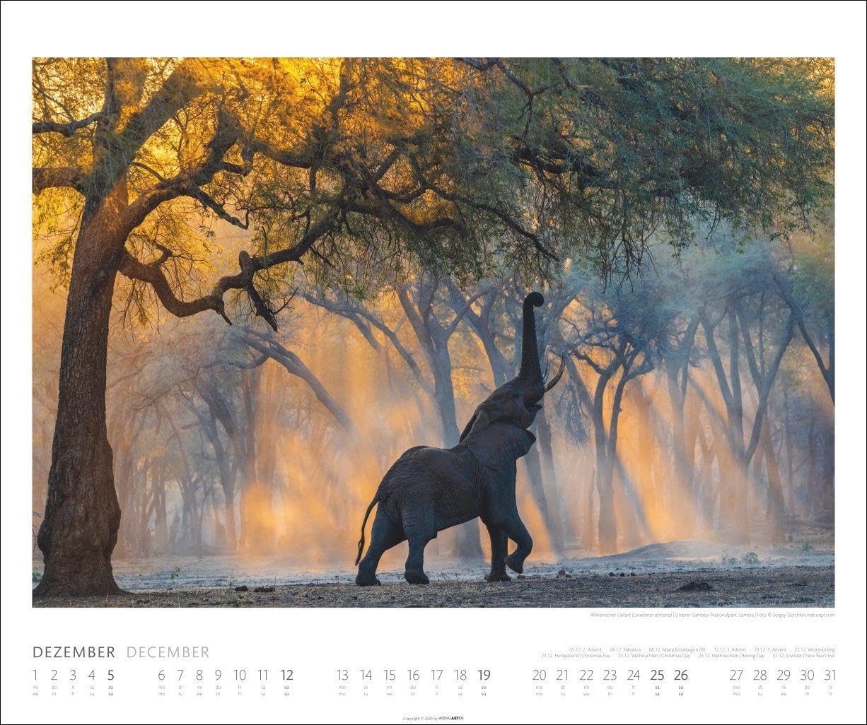 Elefanten Kalender 2027: Die sanften Riesen Afrikas, porträtiert in einem großen Wand-Kalender. Hochwertiger Fotokalender voll beeindruckender Aufnahmen. 55 x 46 cm Querformat